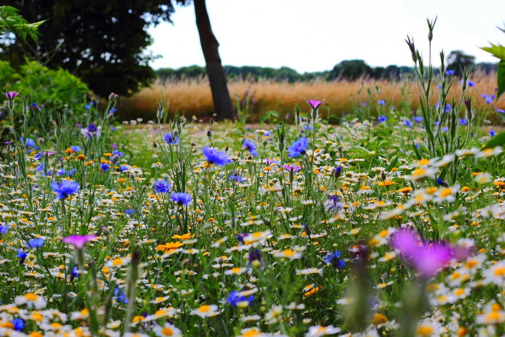Wildflower meadow