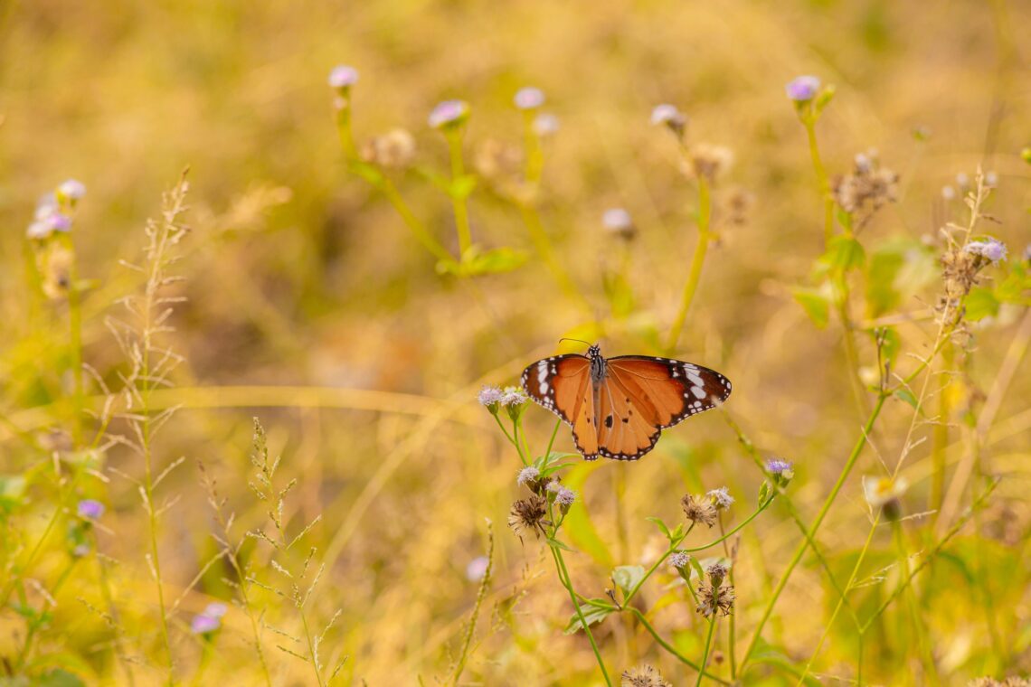 A butterfly in an area of wild flowers